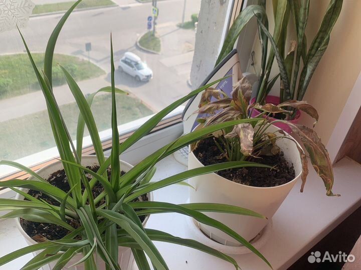 Продам Пустые по 500 с цветами по 1000