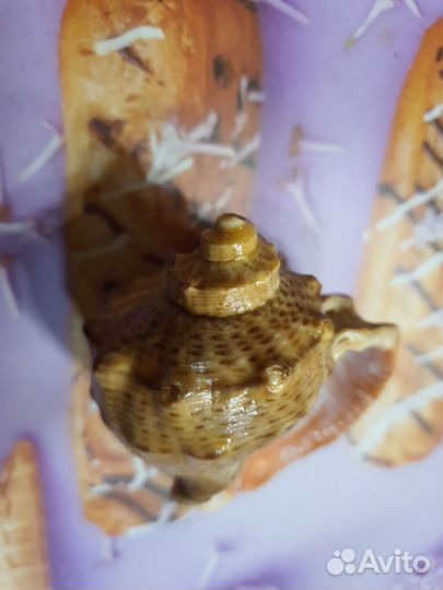 Ракушки с моря