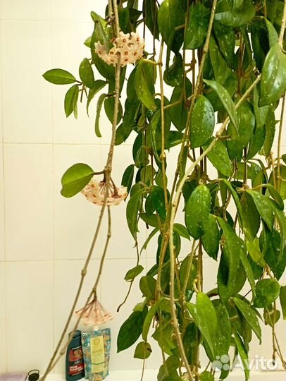 Хойя или восковой плющ