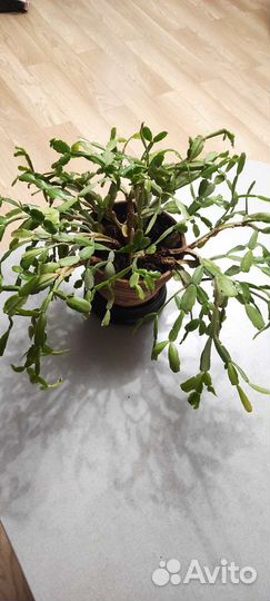 Декабрист Шлюмбергера