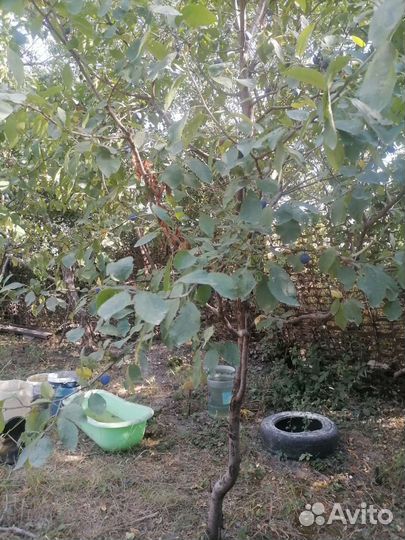 Саженцы терновки тернослива