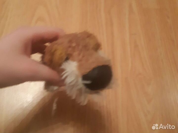 Мягкие игрушки (собаки)