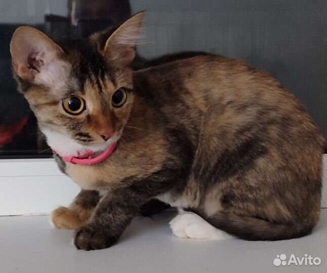 Шикарная трёхцветная кошечка на счастье