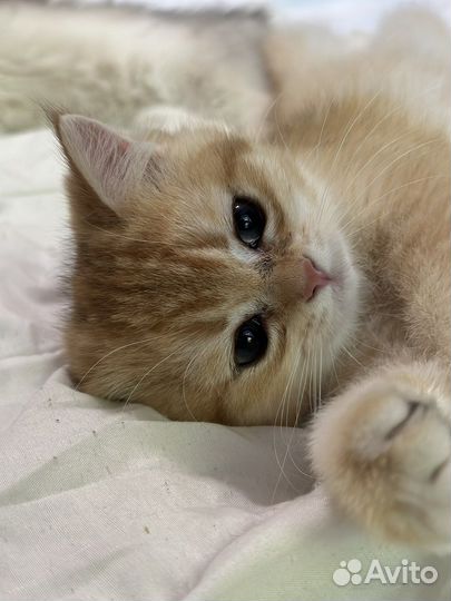 Британская золотая шиншилла котенок ny12 шоу