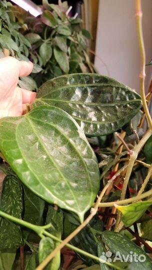 Hoya SP. Sulawesi GPS 8867