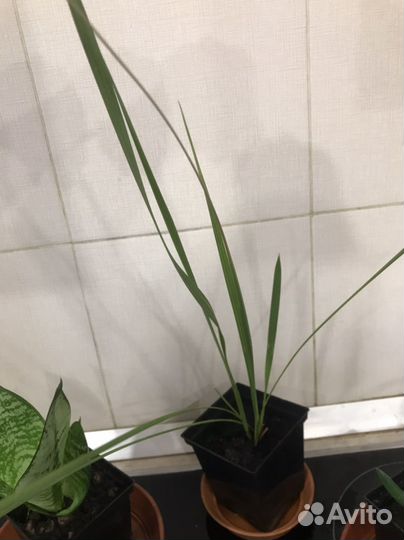 Комнатные цветы