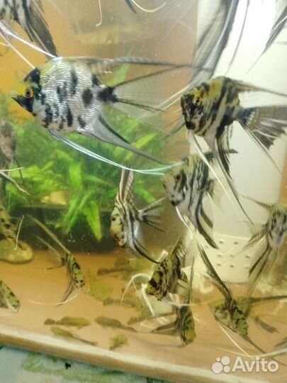 Скалярии и анцитрусы