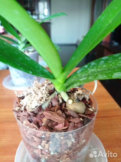 Орхидея фаленопсис мультифлора Golden Yellow