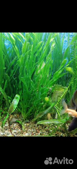 Валлиснерия