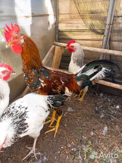 Молодые петушки