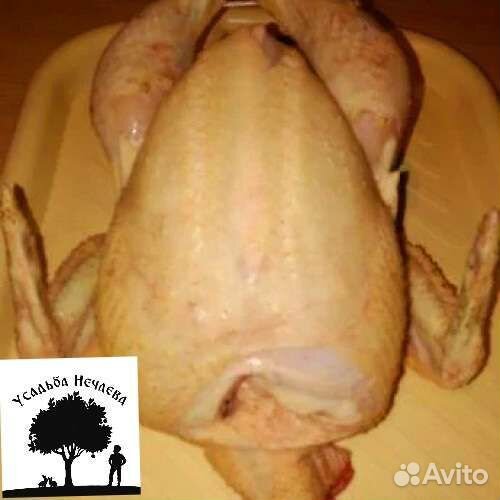 Домашние куры бройлеры