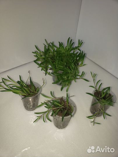 Оттона мясистая