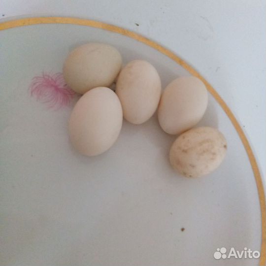 Яйцо домашнее утиное