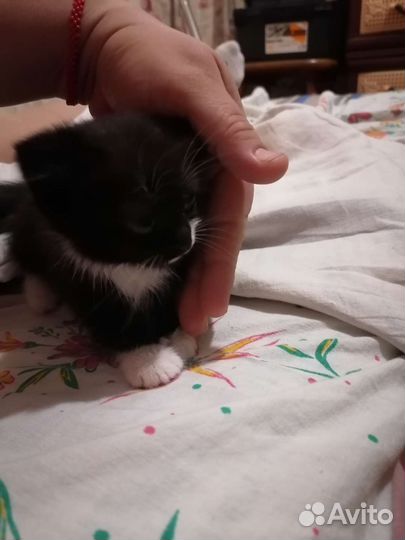 Котятки. 2 месяца