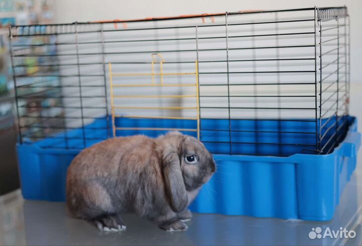 Кролик минилоп с клеткой