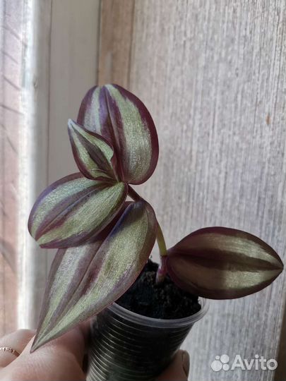 Традесканция полосатая