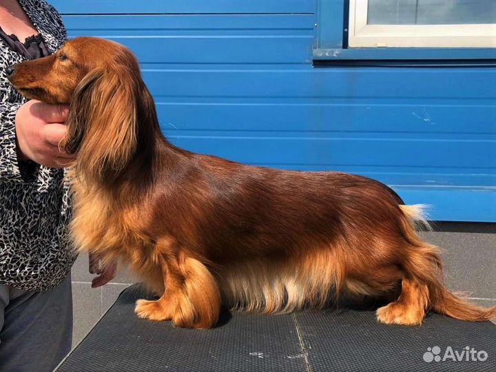 Кроличья длинношерстная такса