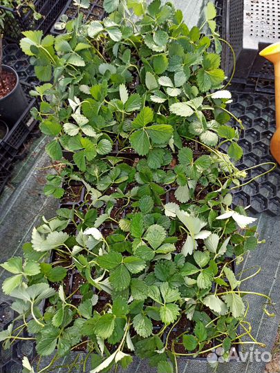 Земляника садовая (клубника)