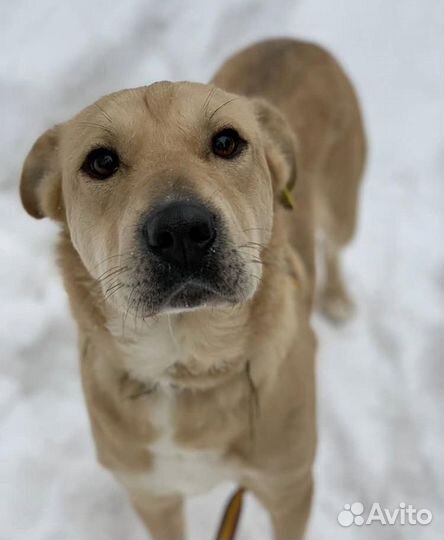 Молодая собака в добрые руки