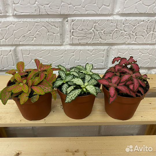 Фиттония микс 8,5 10*