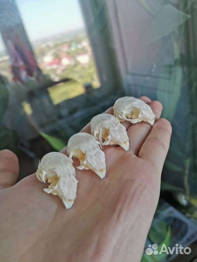 Черепа крольчат