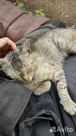 Отдадим котят