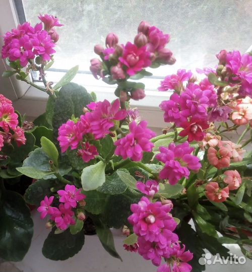 Каланхоэ малиновый