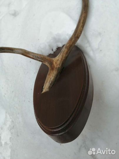 Продам рога косули на подставке