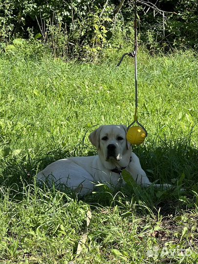 Собака лабрадор 10 месяцев бронь