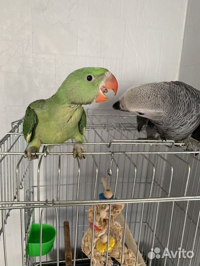 Выкормыши попугаев