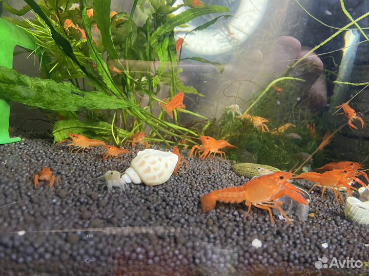 Молодняк красного калифорнийского рака