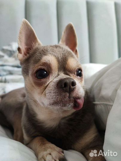 Чихуахуа вязка лиловый мальчик