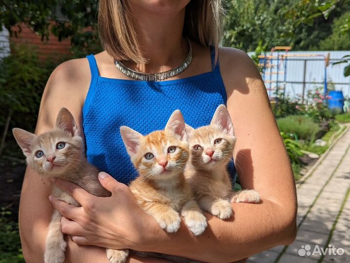 Котята в добрые руки мальчики