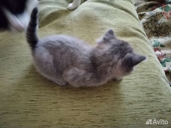 Котята в добрые руки бесплатно