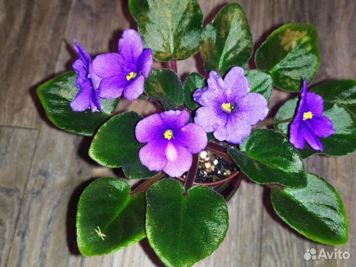 Сортовые мини фиалки