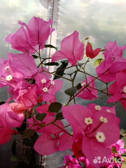 Бугенвиллия