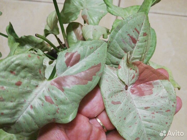 Dazzle Colour и пр