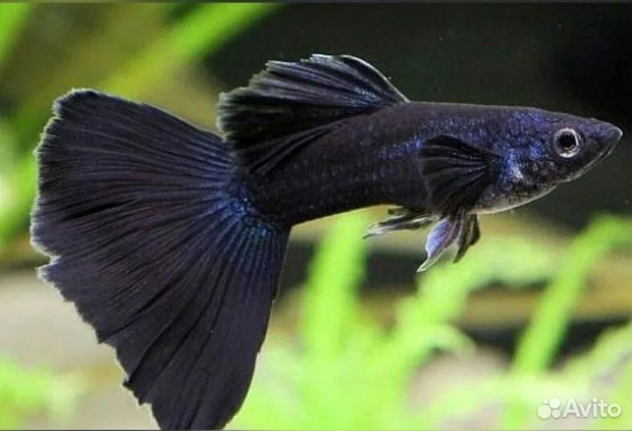 Гуппи Черный монах