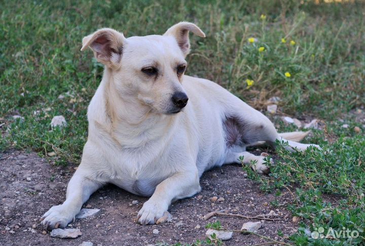 Собака в добрые руки