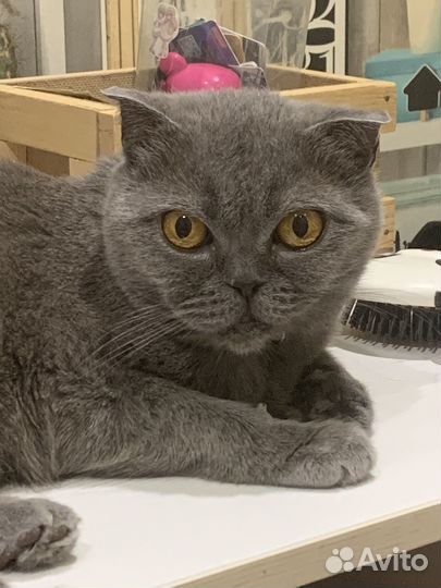 Британская