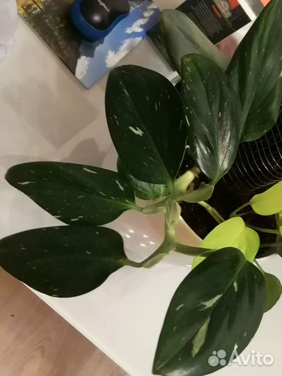 Филодендрон + Невеста, мунлайн