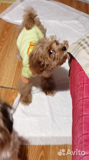 Мальтипу девочка