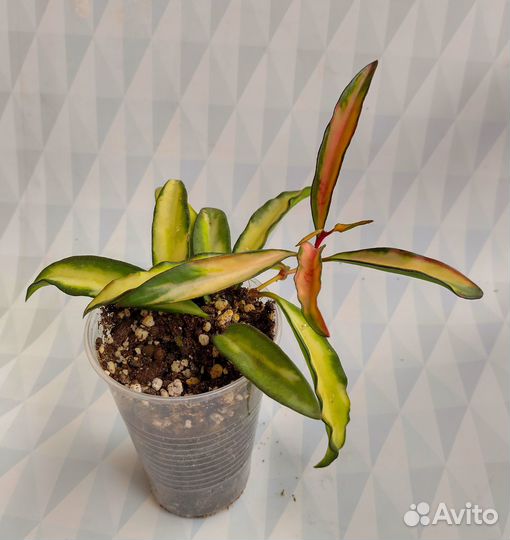 Хойя Вайети Триколор/Хойя «Wayetii Tricolor»