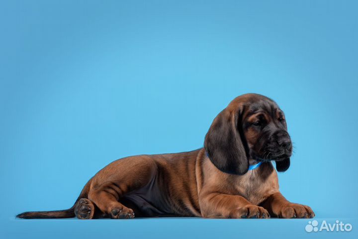 Баварская горная гончая