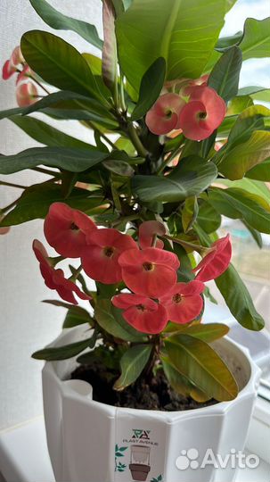 Толстянка,декабристы