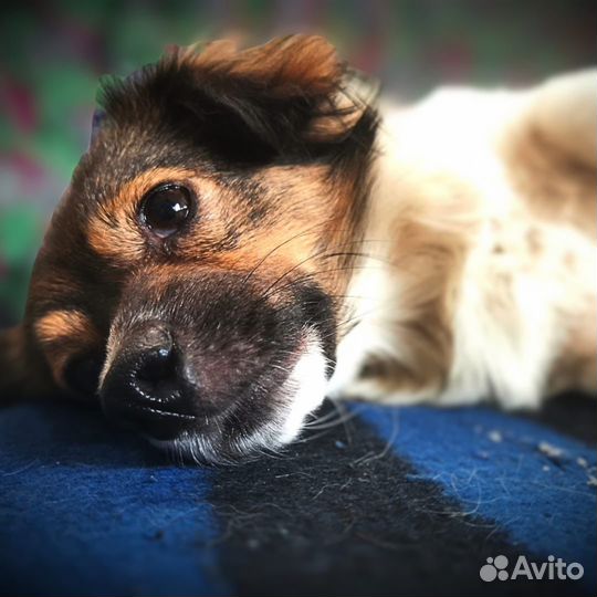 Боня ищет дом