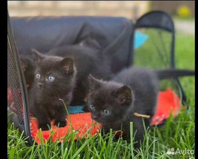 Чудесные котятки