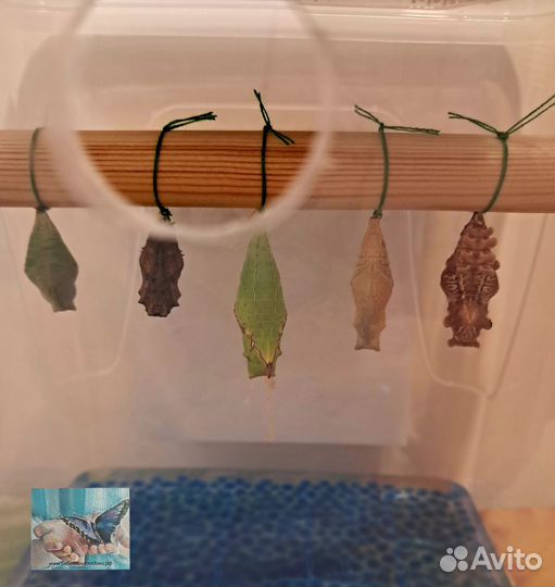 Куколки бабочек для выращивания дома
