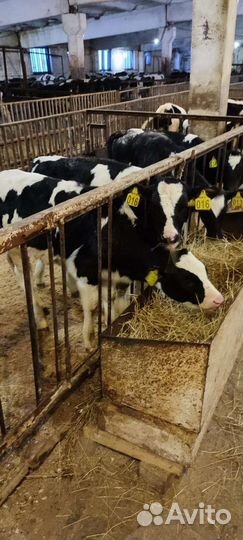 Бычки телята