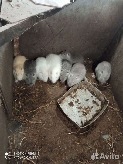 Нутрии на племя